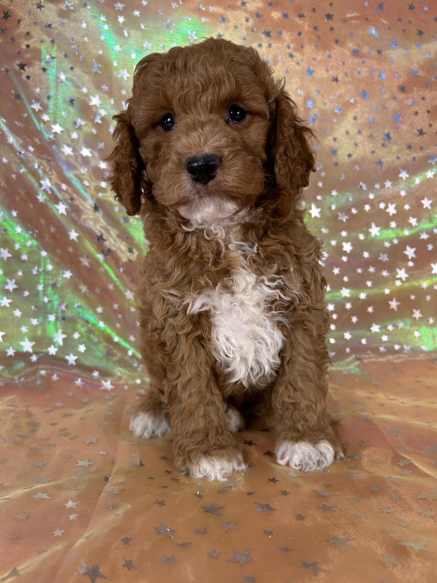Male Cockapoo Puppy for Sale, DOB 8-30-2026 $950